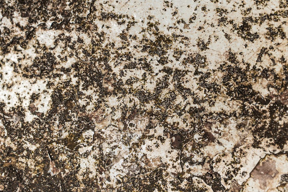 Close-up image of a wall surface showing extensive mould growth with black and brown patches on a rough, uneven wall. The surface appears damp and neglected, indicating the need for deep cleaning and sanitisation. The textured wall material suggests it may be plaster or a similar porous surface, typical of residential or commercial flats. The surrounding area displays signs of moisture accumulation, consistent with environments prone to mould development, emphasizing the importance of professional cleaning to prevent health hazards. This image exemplifies the type of mould issue addressed by Carpet Cleaners SW15 in their emergency cleaning services for Putney flats, as described on the page about mould in SW15. Proper surface cleaning and mould removal are key to maintaining hygiene and indoor air quality.